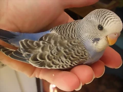 2  pollo  29-11-11