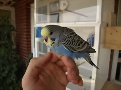 Cob CAI (1) Cob CAI (1)