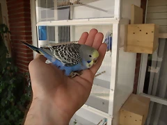 Cob CAI (2) Cob CAI (2)