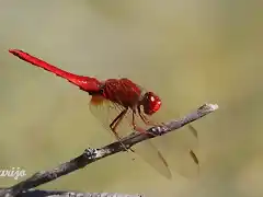 Crocothemis%20erythraea_2010_09_30_IMG_3284%20copie