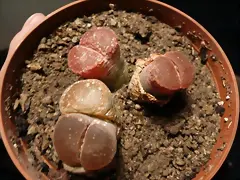 Lithops After