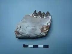 Hyracodon nebraskesis, fragmento de mandibula izquierda, oligoceno, Dakota del Sur
