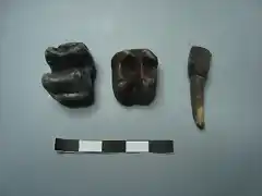 Tapirus veroensis, molares e incisivo,pleistoceno, Condado de Dixie, Florida