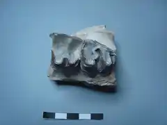 Hyracodon nebraskesis, fragmento de maxilar izquierdo, oligoceno, Dakota del Sur