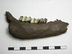 Odocioeus virginianus, mandibula derecha,pleistoceno, Florida 2
