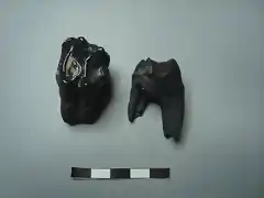 Tapirus veroensis, molares,pleistoceno, Condado de Dixie, Florida