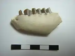 Leptauchenia nitida, fragmento mandibula izquierda,oligoceno,Dakota del Sur