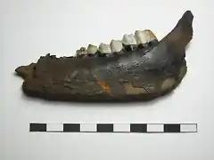 Odocioeus virginianus, mandibula derecha,pleistoceno, Florida