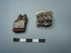 Mesohippus , maxilar derecho y molar inferior, oligoceno, Dakota del Sur