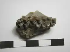 Leptauchenia nitida, fragmento maxilar derecho izquierda,oligoceno,Dakota del Sur
