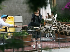 Zoo de Barcelona 02-06-11 138 Zoo de Barcelona 02-06-11 138