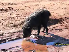 22, bebiendo agua, marca