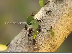 hormigas almacenando hojas