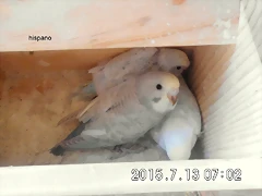 CIMG1309 CIMG1309