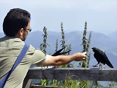 Pyrrhocorax graculus et ego (24-8-12 Nido del ?guila)