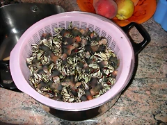 DSCN2745 DSCN2745