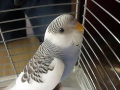 Caramelo Caramelo