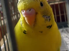 Piruleta Piruleta