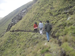 regreso de pico huaylillas regreso de pico huaylillas