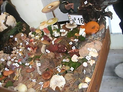 DSCN4494 DSCN4494