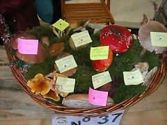 DSCN4517 DSCN4517