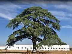 Cedrus_libani_Palacio