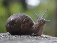 caracol