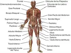 sistema_muscular