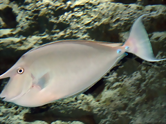 Naso unicornis 2 (15-10-20 Acuario de Sevilla) Naso unicornis 2 (15-10-20 Acuario de Sevilla)