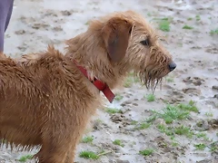 balena4 balena4
