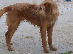 balena6 balena6