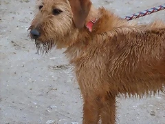 balena1 balena1