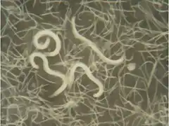 NematodesHeterorhabditis-bacteriophora