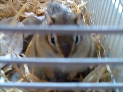 Flappy