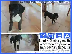 yoba cartel