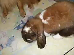 Koda, con Sus hermanos en el parque de bebes.