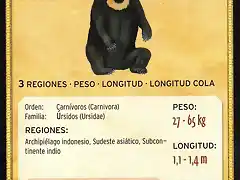 oso malayo