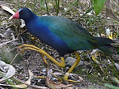 Porphyrio martinicus 3 (7-10-23 Bioparque Amaru) Porphyrio martinicus 3 (7-10-23 Bioparque Amaru)