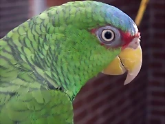 Amazona albifrons Amazona albifrons