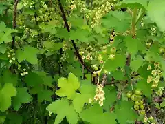 ribes 3