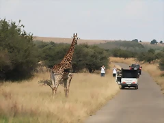 Predator World 3-04-09 & Krugersdorp Game Reserve 4-04-09 294 Predator World 3-04-09 & Krugersdorp Game Reserve 4-04-09 294