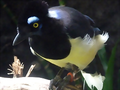 Cyanocorax chrysops