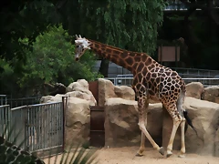 Zoo de Barcelona 26 i 27-07-2010 319 Zoo de Barcelona 26 i 27-07-2010 319