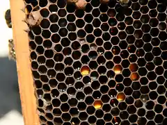 abejas 027