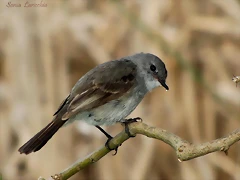 piojito gris