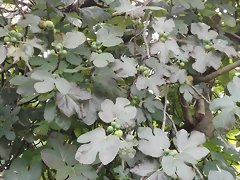 IMG_20160924_164934 IMG_20160924_164934