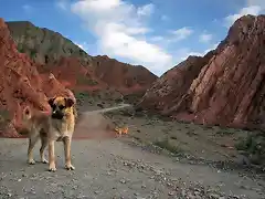 Perritos Los Colorados