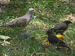 Zenaida, Molothrus et Sicalis (1-10-23 Zoo de Quito, wild) Zenaida, Molothrus et Sicalis (1-10-23 Zoo de Quito, wild)