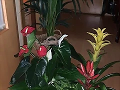 Regalo Marhaya Guerrer 43 Regalo Marhaya Guerrer 43