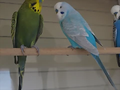 Olivo y Ángel Olivo y Ángel